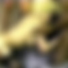 [JanB.com] Sierra (Sierra's Gangbang / B-098) [Interracial, Creampie, Gangbang, 5 On 1] thumb