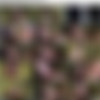 Belle Knox - Megapack 45 Videos thumb